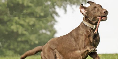 Amazon Prime: Best Bully Sticks 18-Pack Only $27.29 Shipped (Regularly $39) + More