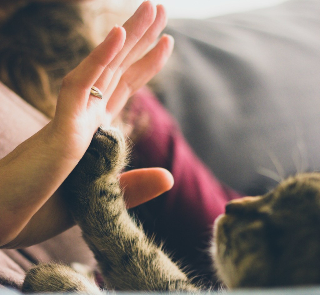 Cat with owner