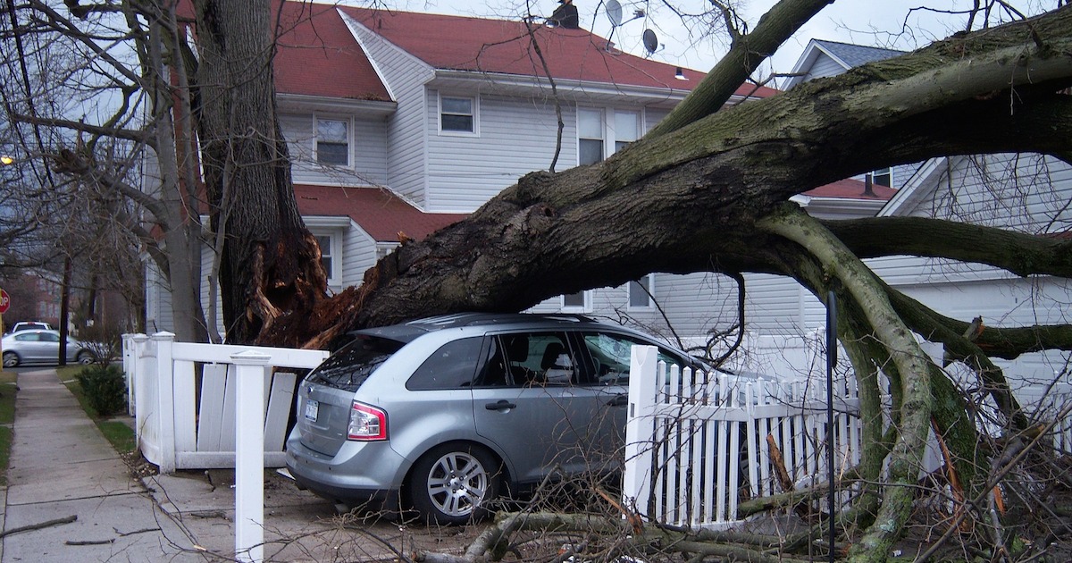 car with tree fallen on top of it