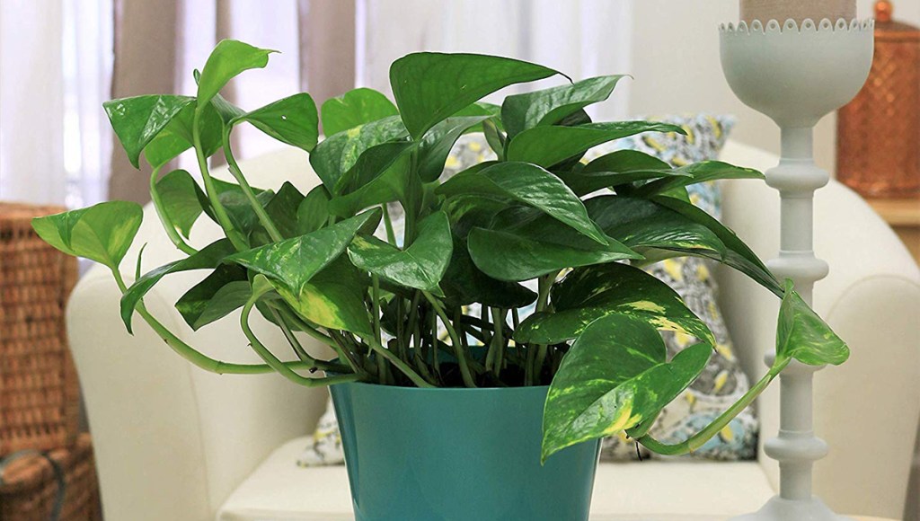 costa farms golden pothos devil's ivy