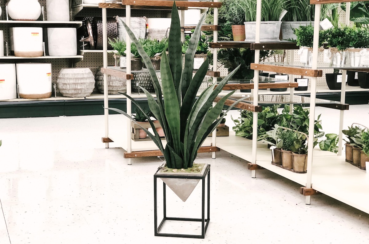 modern geometric plant at hobby lobby