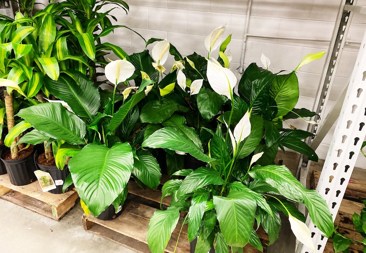 green plants with leaves and white flowers sitting on store shelf