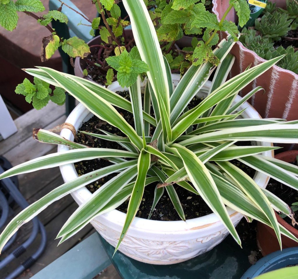easy care spider plant