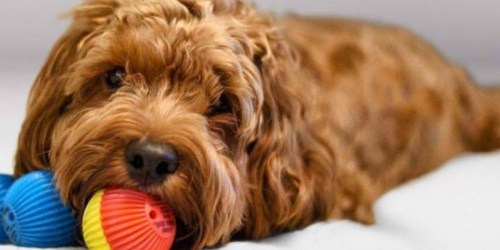 Pet Qwerks Babble Balls Only $5.99 at Zulily