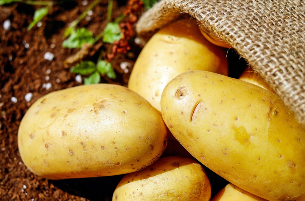 yellow potatoes on ground