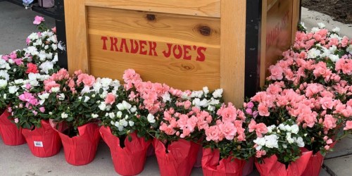 Affordable Flowers Available at Trader Joe’s