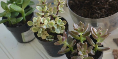 Amazon: TWENTY Succulents Only $35 Shipped (Great for Mother’s Day)