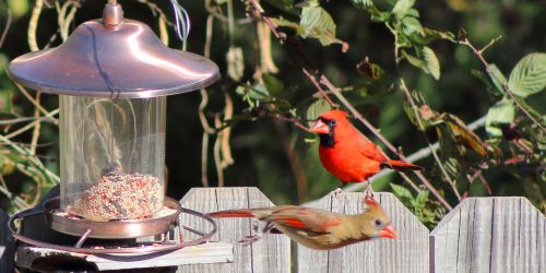 Wild Bird Food 40-Pound Bag Only $9.99 at Ace Hardware