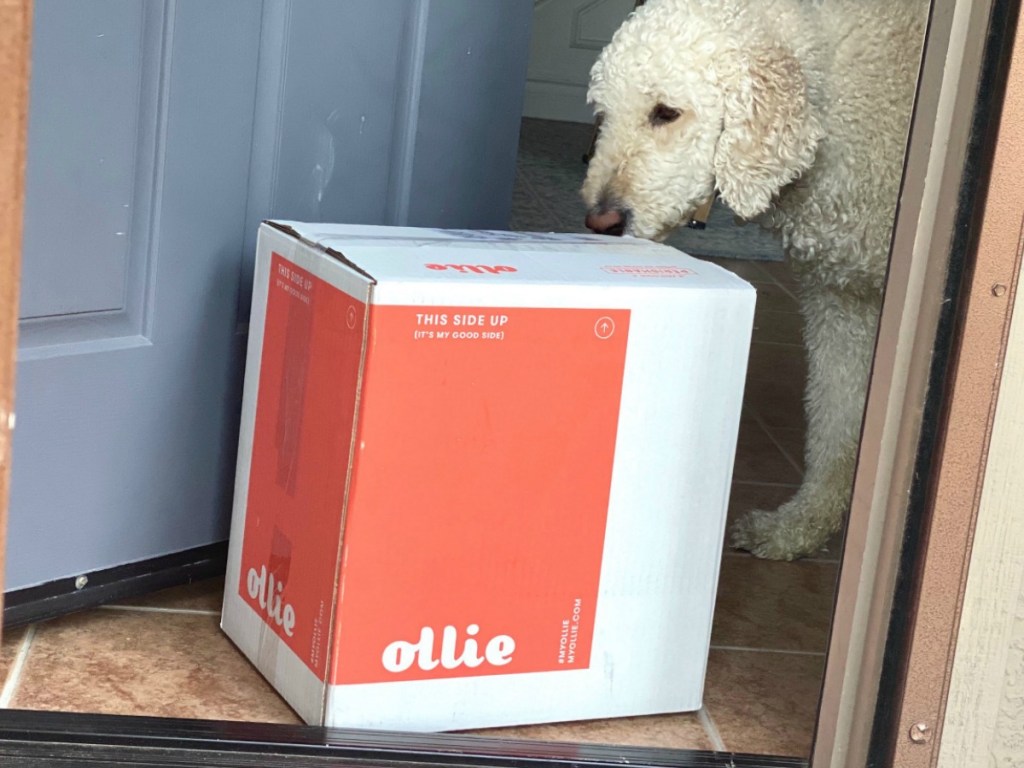 Dog checking out dog food delivered package in doorway