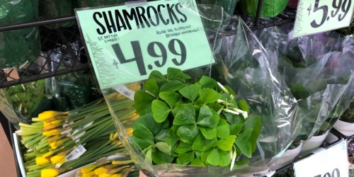 Trader Joe’s Shamrocks Only $4.99