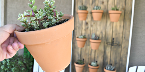 Build This Gorgeous DIY Succulent Wall for Your Patio