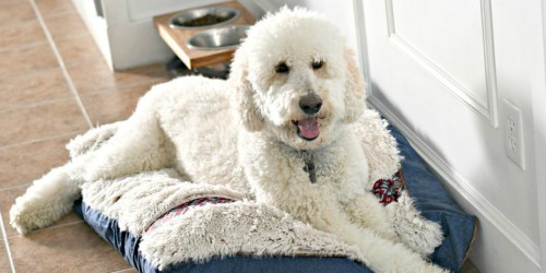 Up to 85% Off Cat & Dog Treats, Toys, Bowls & More