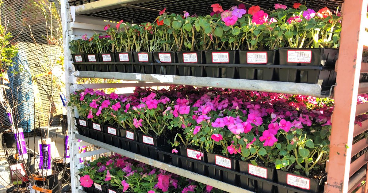 rows of flowers on display carts at home depot