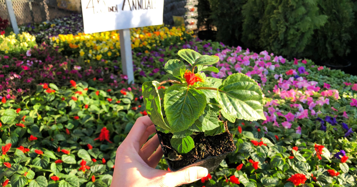 Home depot flowers in plastic pots