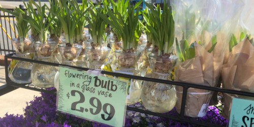 Trader Joe’s Flowering Bulb in Glass Vase Just $2.99 & More