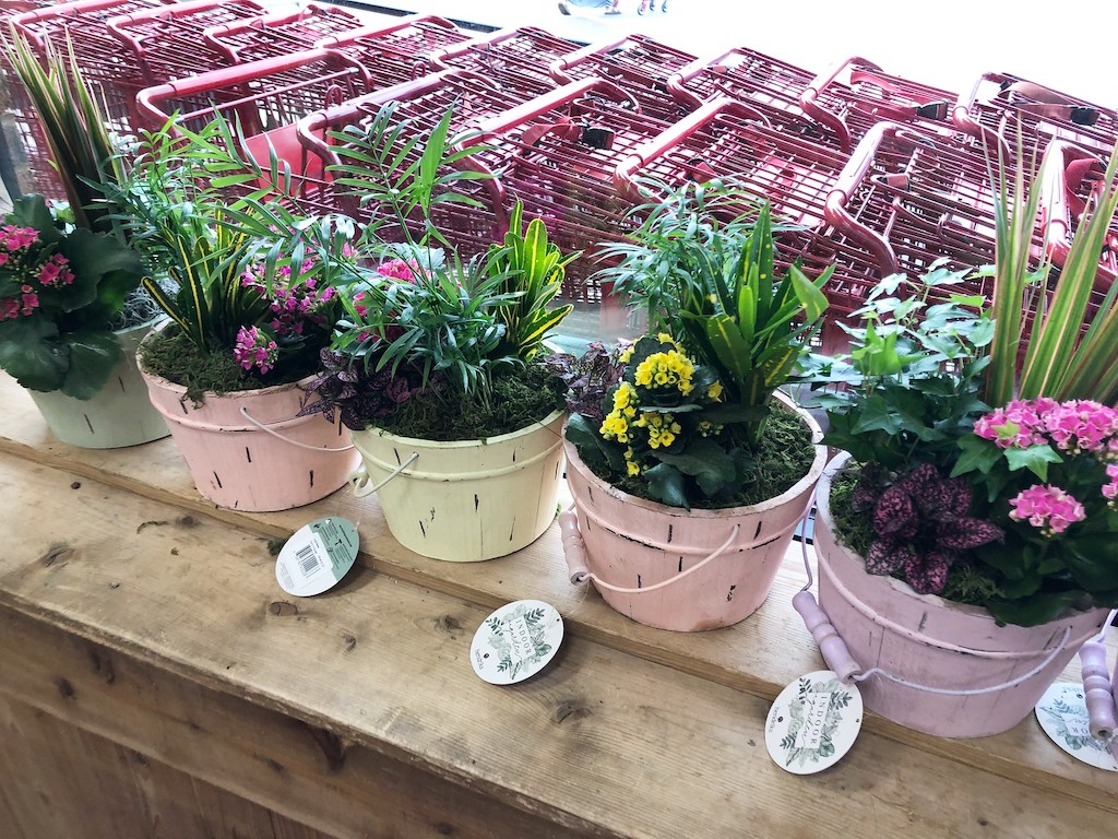 Trader Joe's Large Basket Gardens