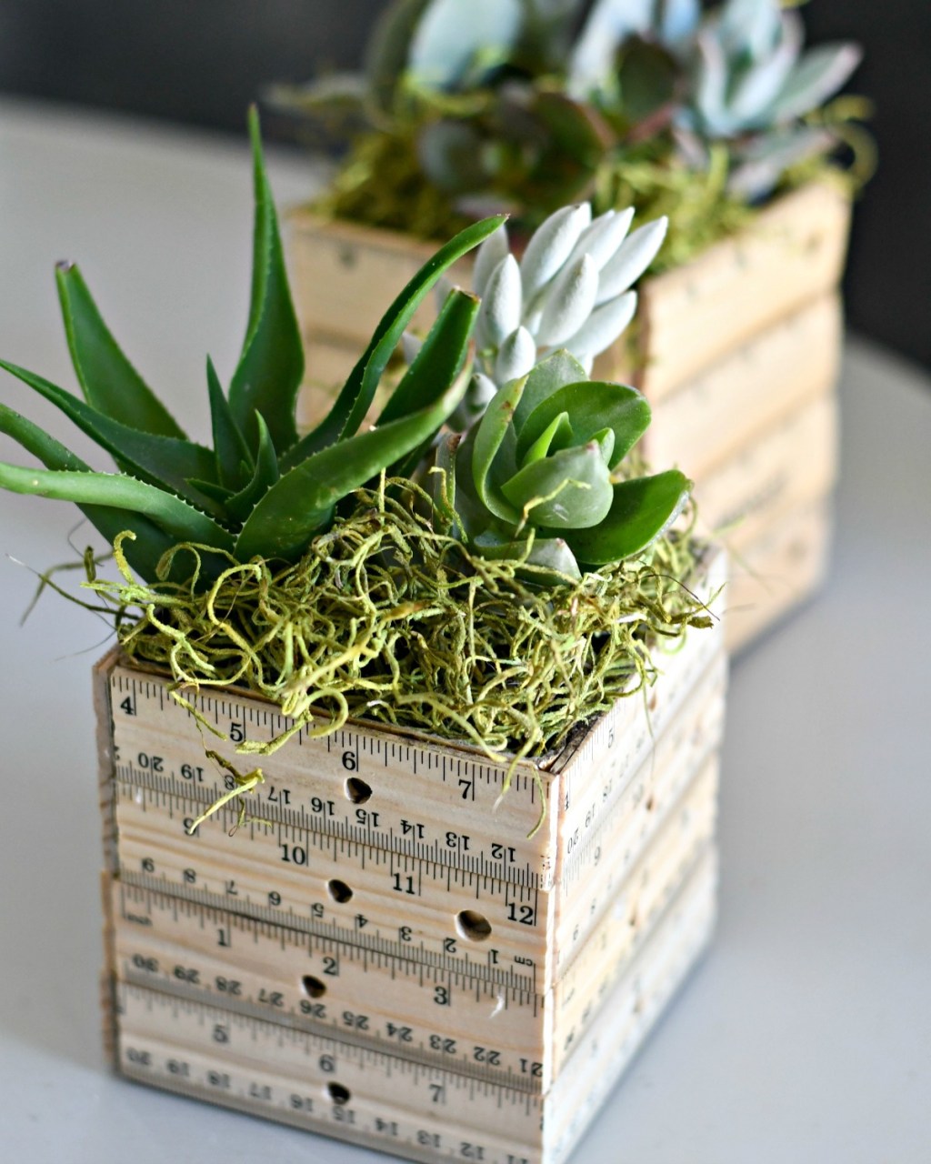 ruler planter with succulents and moss inside on a table