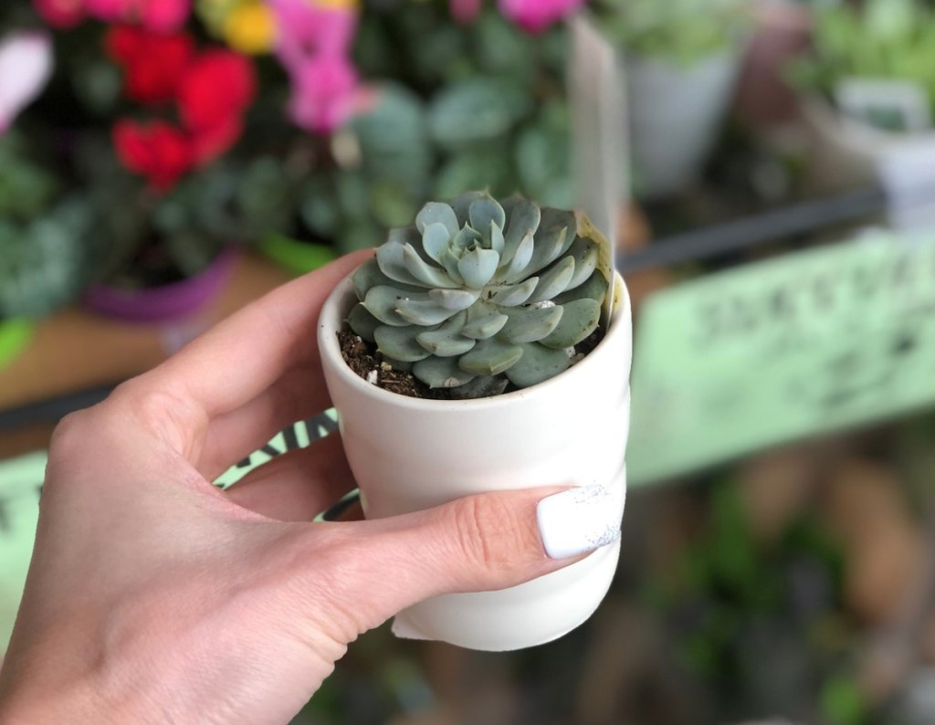 Mini Succulents at Trader Joe's 