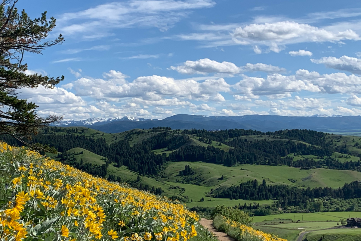 field of yellow flowers on Montana mountain