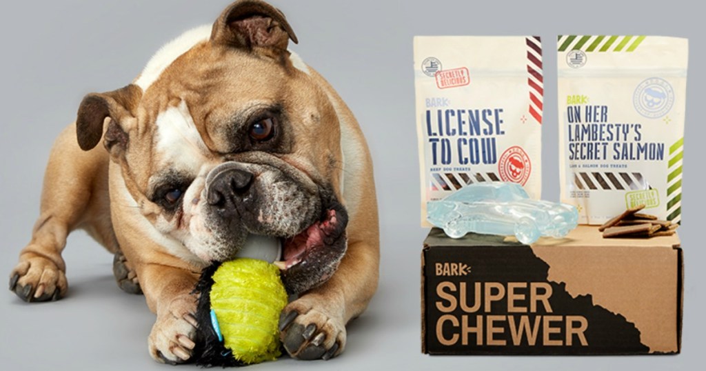 english bulldog chewing toy next to super chewer box with treats and toys on top of box