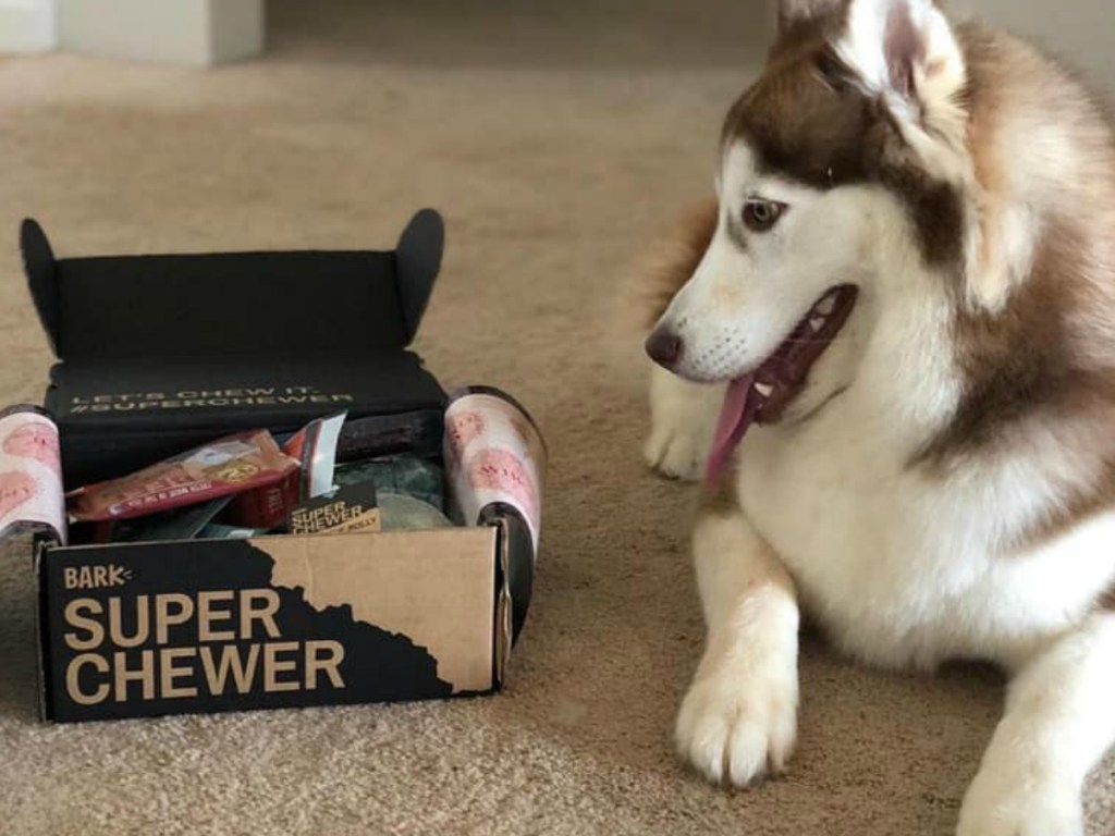 dog laying on floor next to super chewer box