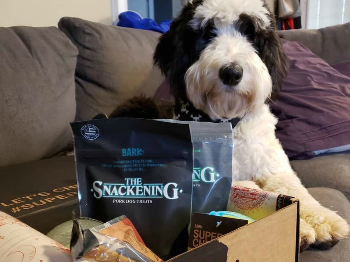 fluffy dog laying on couch next to super chew box