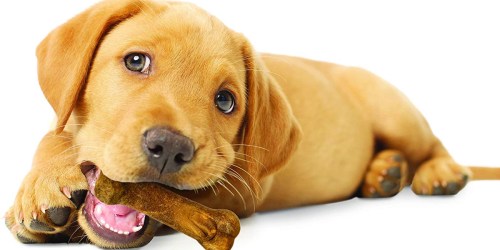 Nylabone Dog Chew Treats as Low as $3.67 Shipped at Amazon