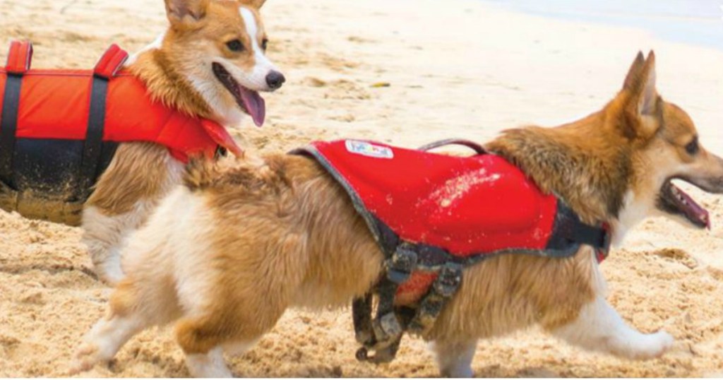 dogs wearing life jacket
