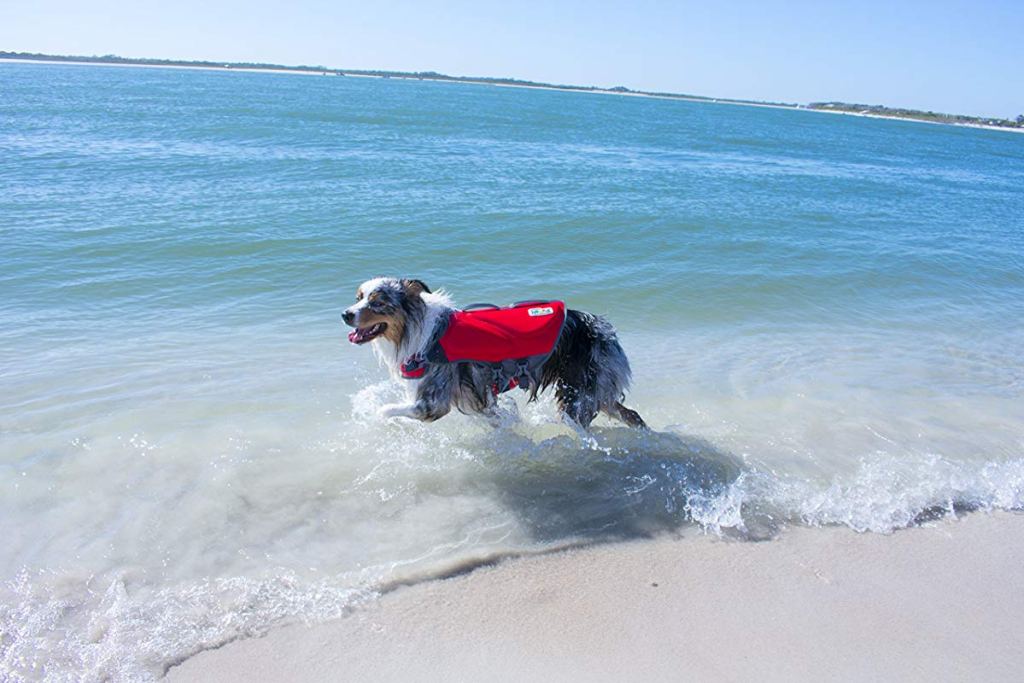 dog wearing life jacket