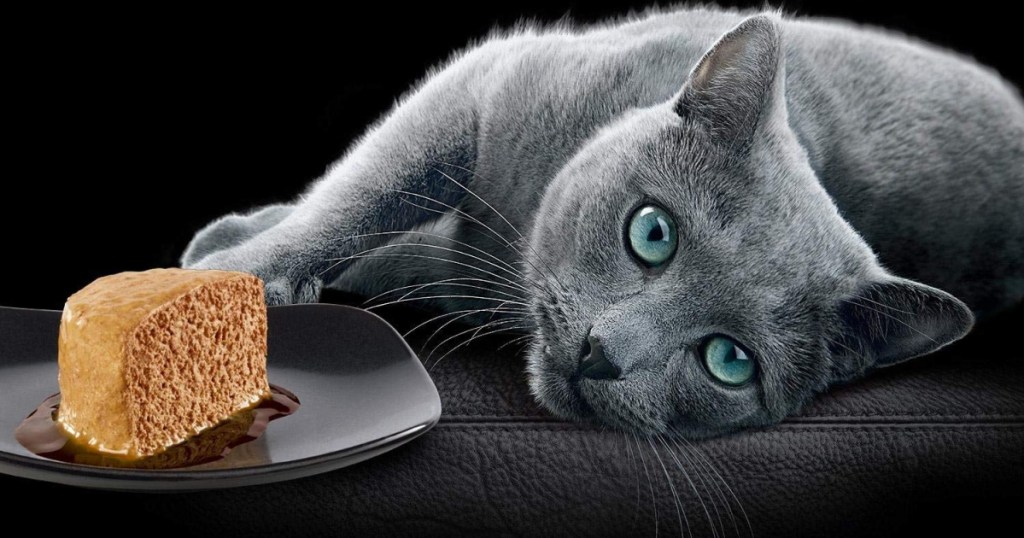 cat with plate of sheba cat food