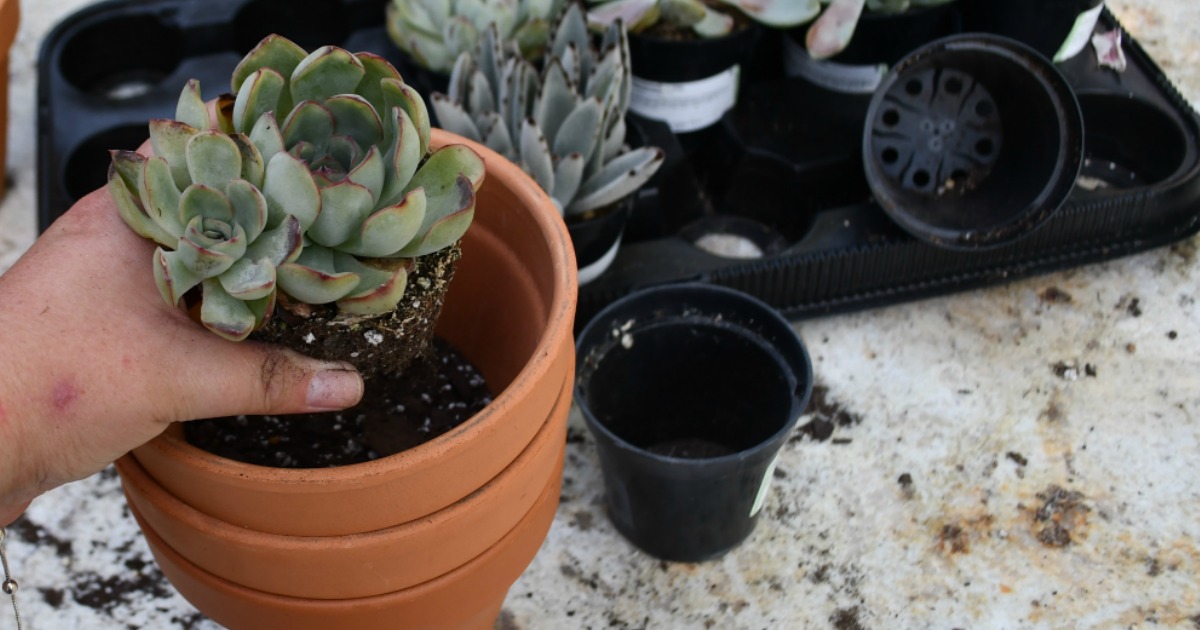 Woman potting succulents