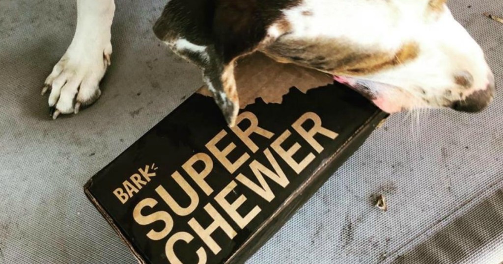 dog chewing on box