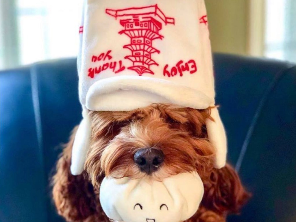 brown dog with soft little hat on a blue couch