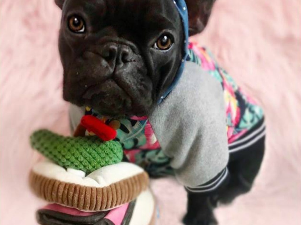 black dog in little sweater with soft dog toy