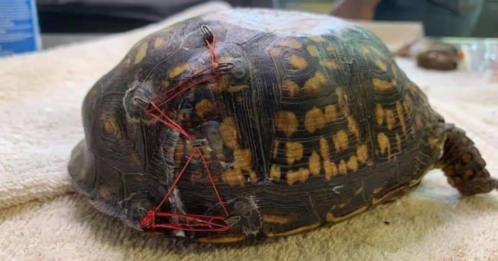 turtle shell repaired with bra eyelets