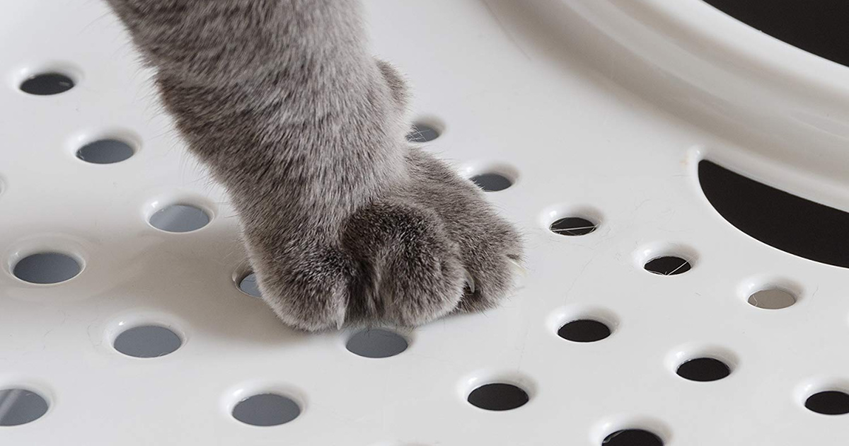 cat paw on litter box
