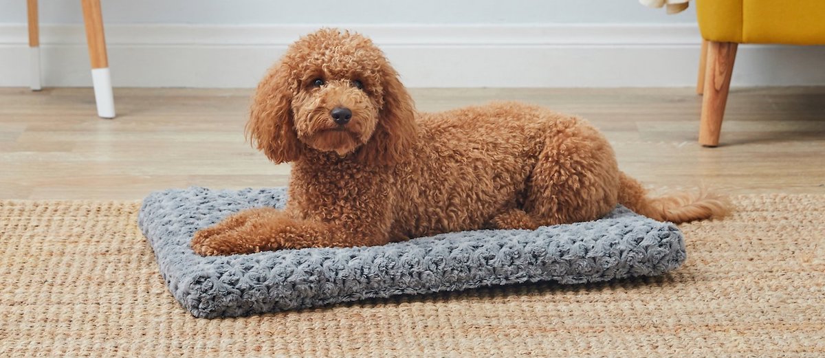 dog laying on a grey pet bed