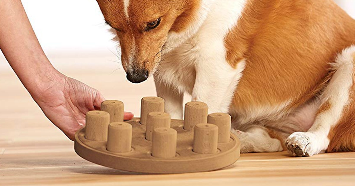 dog looking at dog puzzle