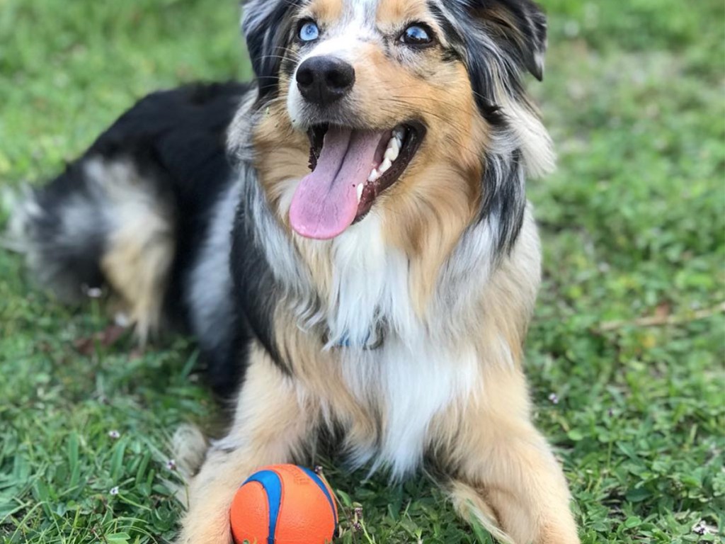 Chuckit! Ultra Dog Balls 2-Pack