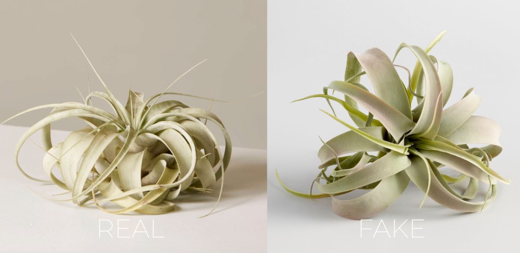 real vs. fake green air plant on gray bakcground