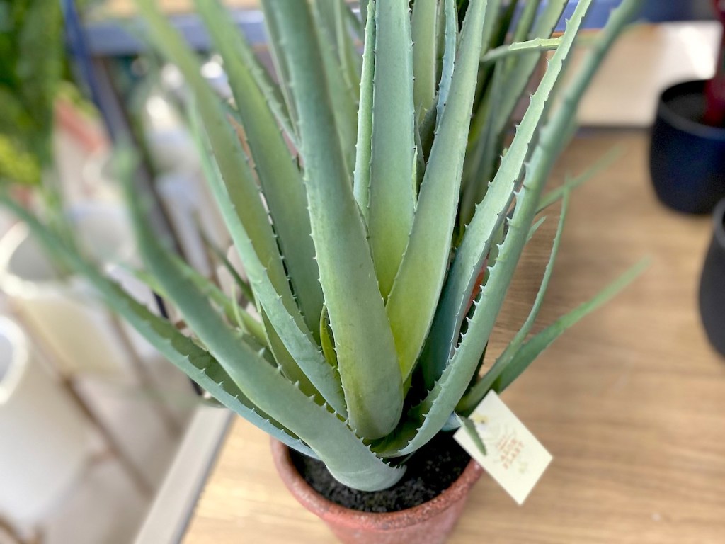 close up of aloe vera plant stems in terracotta planter