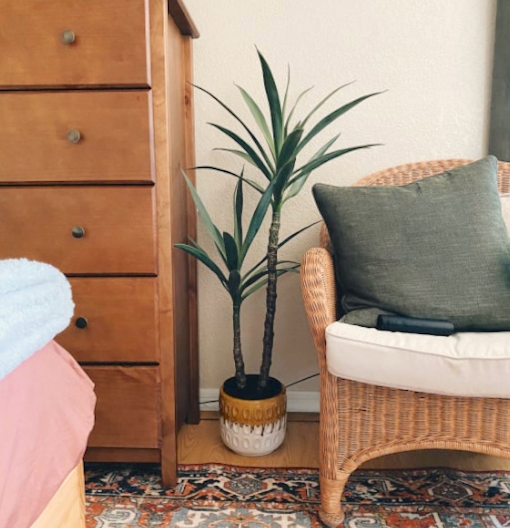 tall double yucca tropical plant in two toned basket on floor with dresser and wicker chair next to it