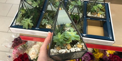 Geometric Terarrium w/ Live Plants Only $12.99 at ALDI