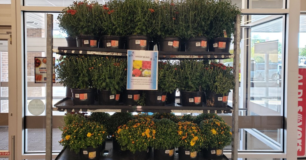 5-quart mums at aldi