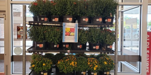 Mums 5-Quart Planters Only $2.99 at ALDI