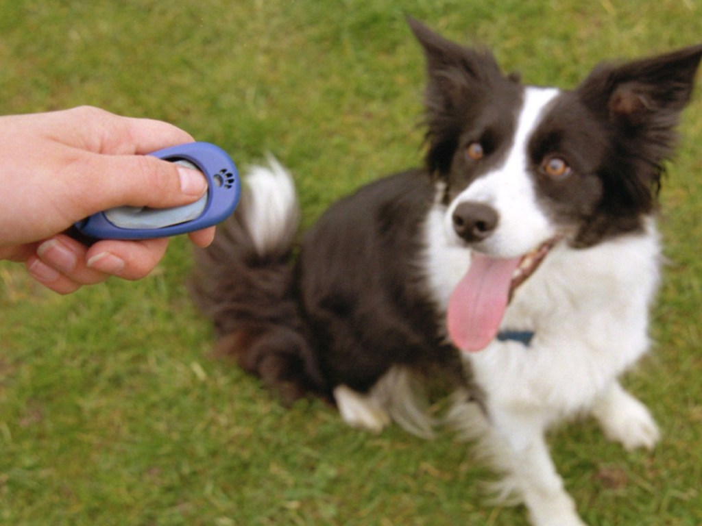 COA Pet Training Clicker
