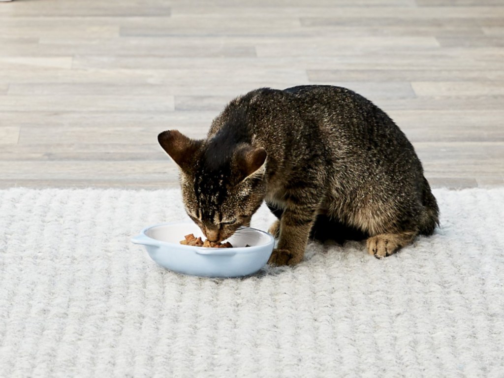 Cat eating out of sleepy kitty cat food dish