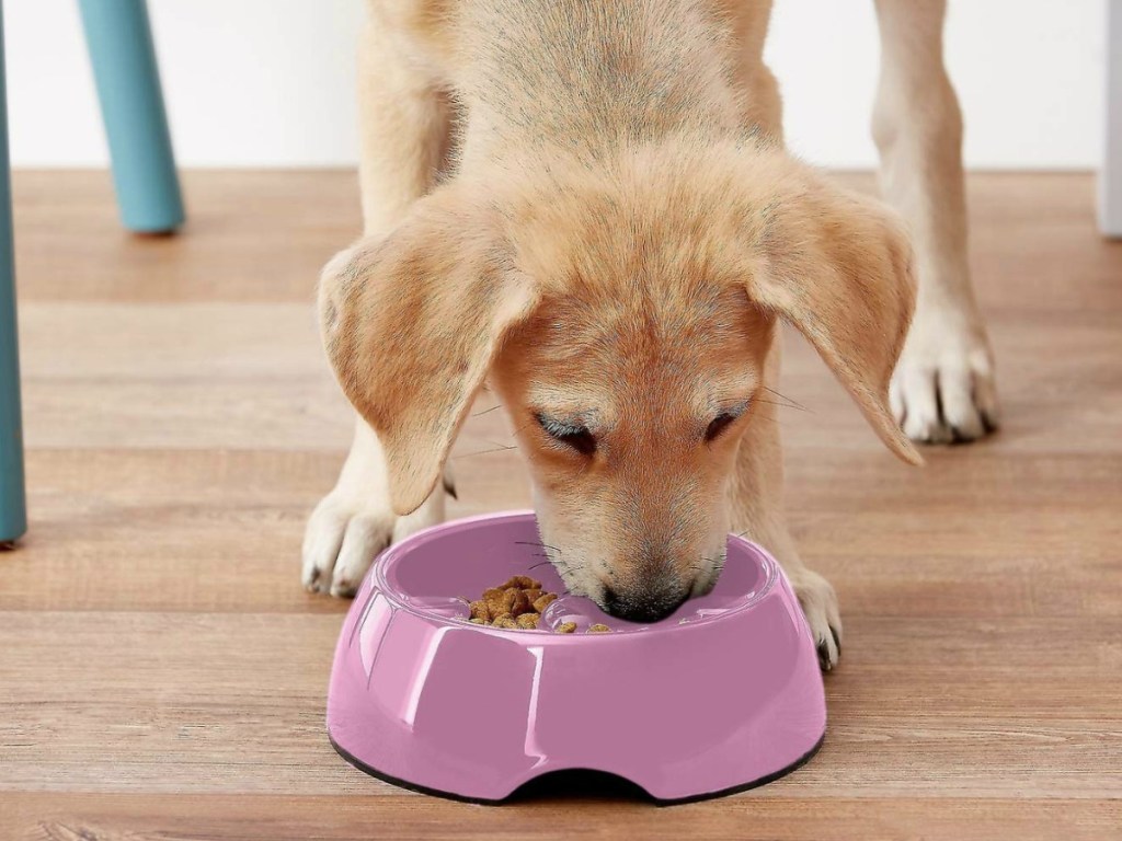 Go slow dog bowl