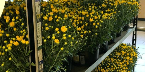 Outdoor ALDI Finds | $2.99 Potted Mums & $9.99 Specialty Herb Gardens