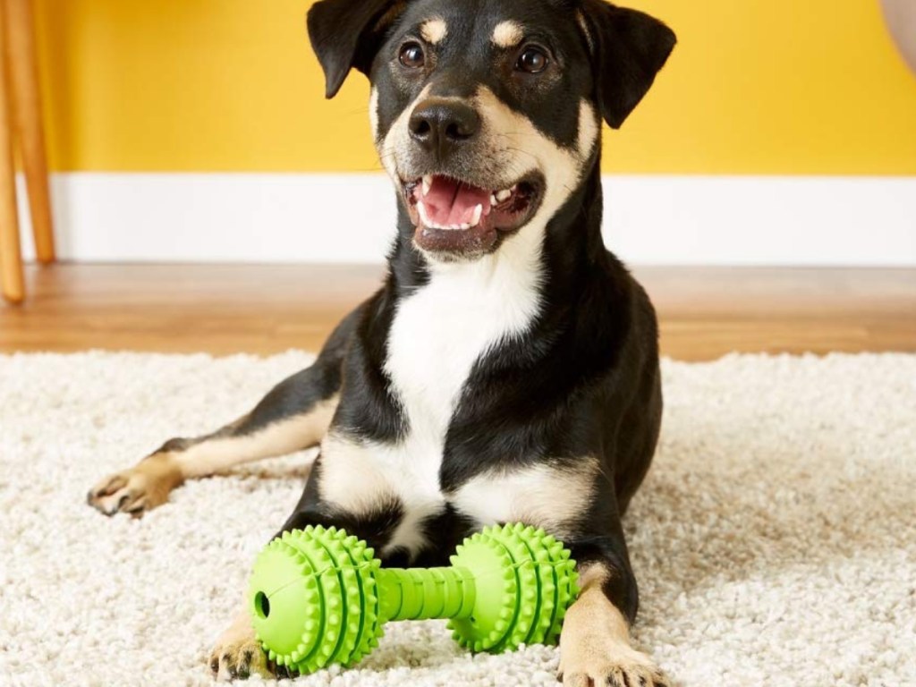 Dog sitting with pet toy